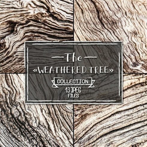 Weathered tree, set of 13 images cover image.