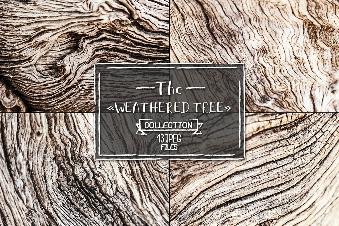 Weathered tree, set of 13 images cover image.