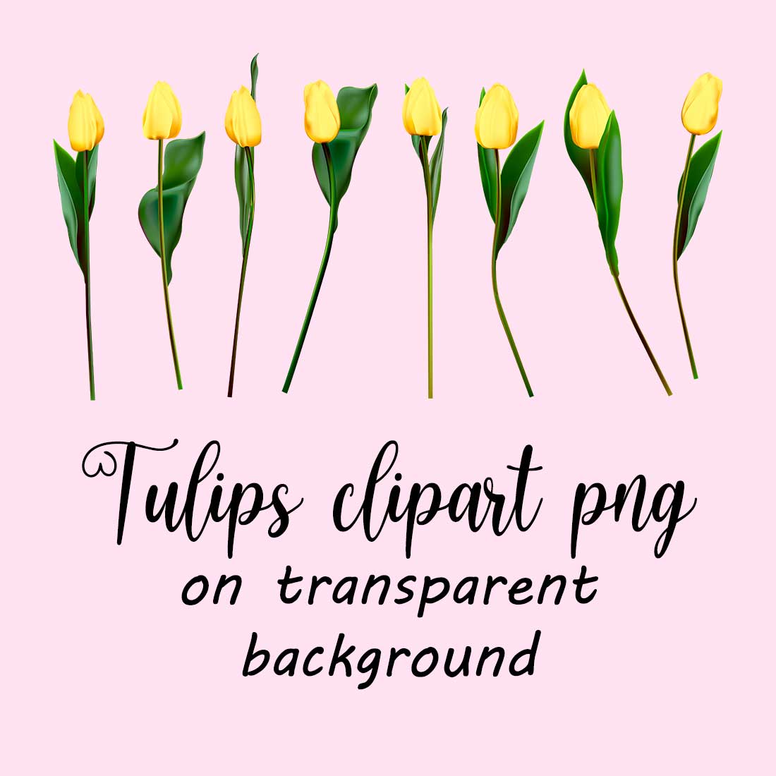 Yellow tulips clipart vector, png, jpeg cover image.