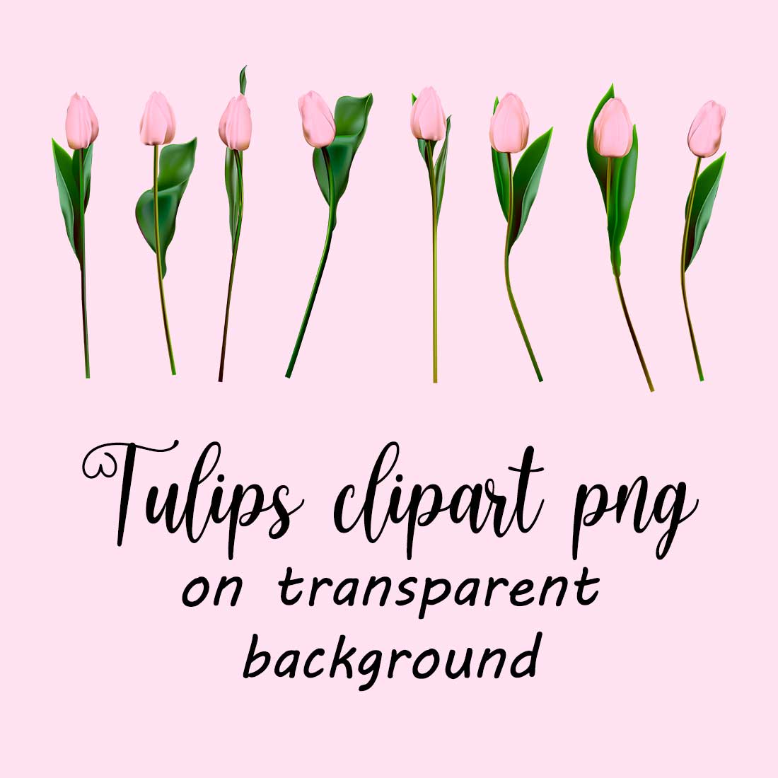 Pink tulips clipart vector, png, jpeg cover image.