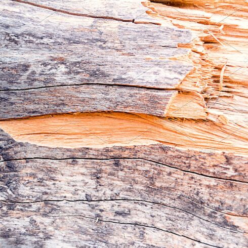 texture of bark tree cover image.