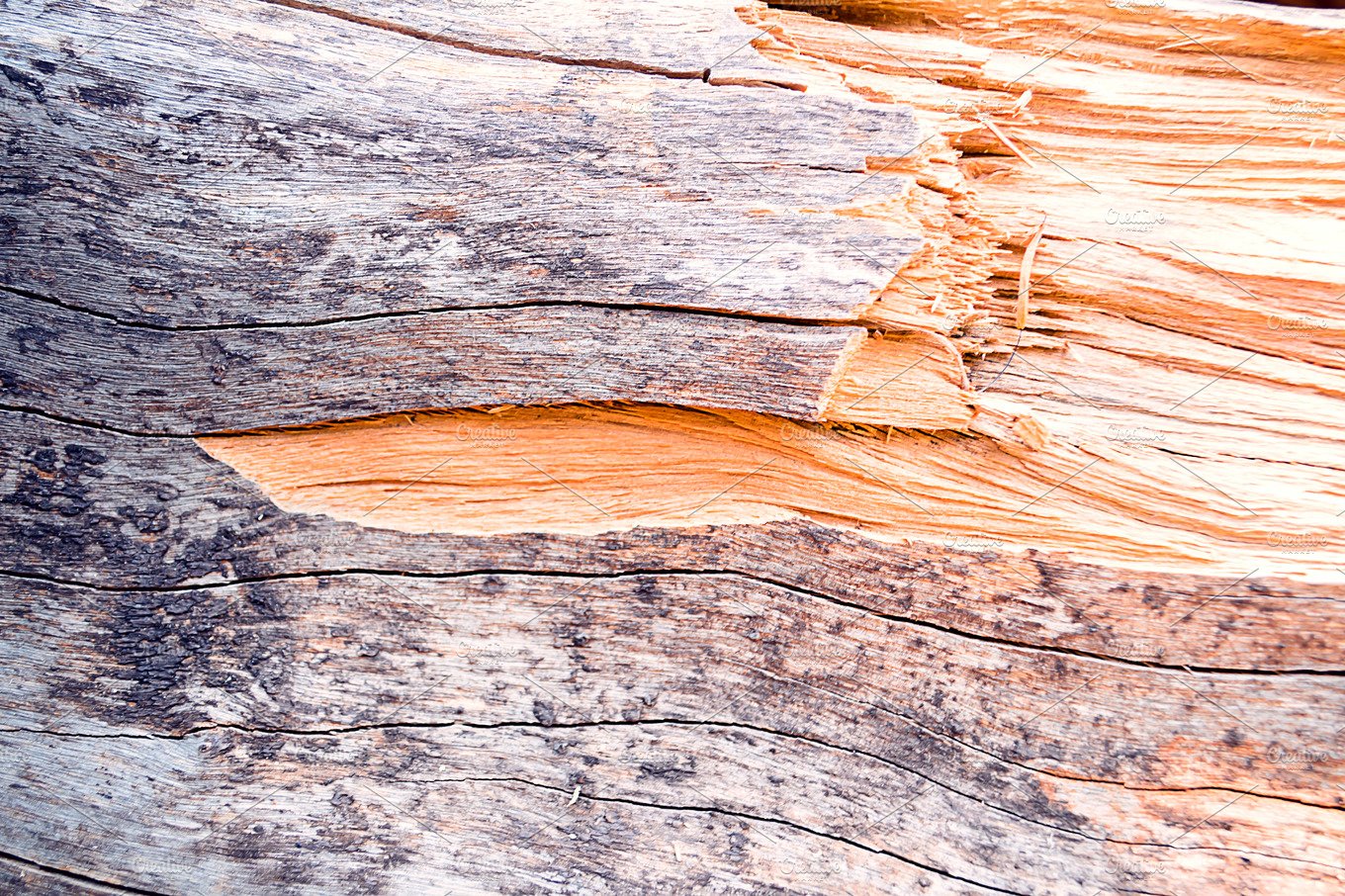 texture of bark tree cover image.