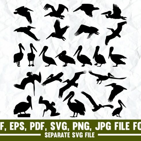 Pelican,Flying,Bird,Sea Bird,Animal cover image.