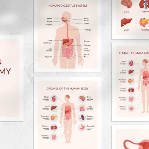 Human body anatomy vectors cover image.