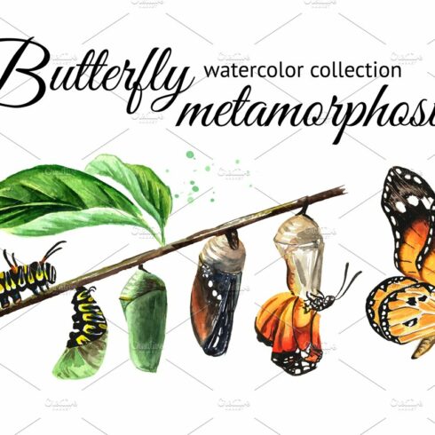 Butterfly metamorphosis cover image.
