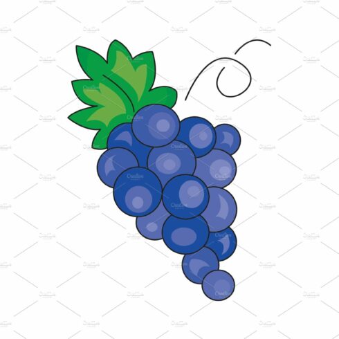 Color vector illustration. Grapes cover image.