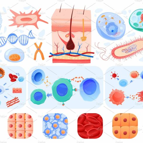 Anatomy of human cells, skin, blood cover image.