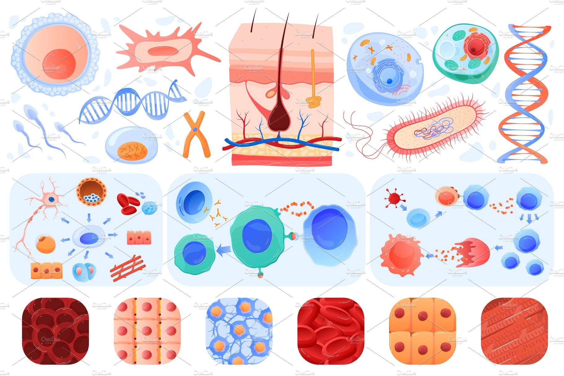 Anatomy of human cells, skin, blood cover image.
