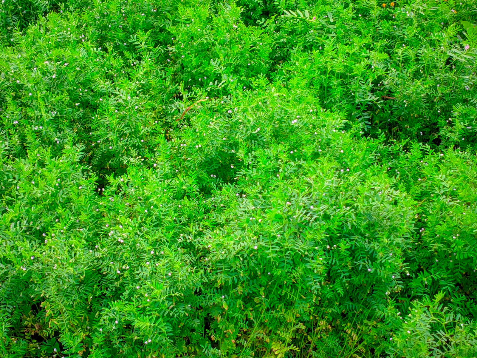 Green bush with lots of green leaves.
