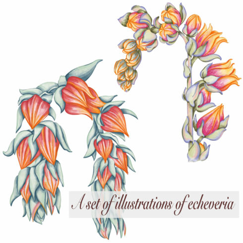 A set of illustrations of echeveria cover image.