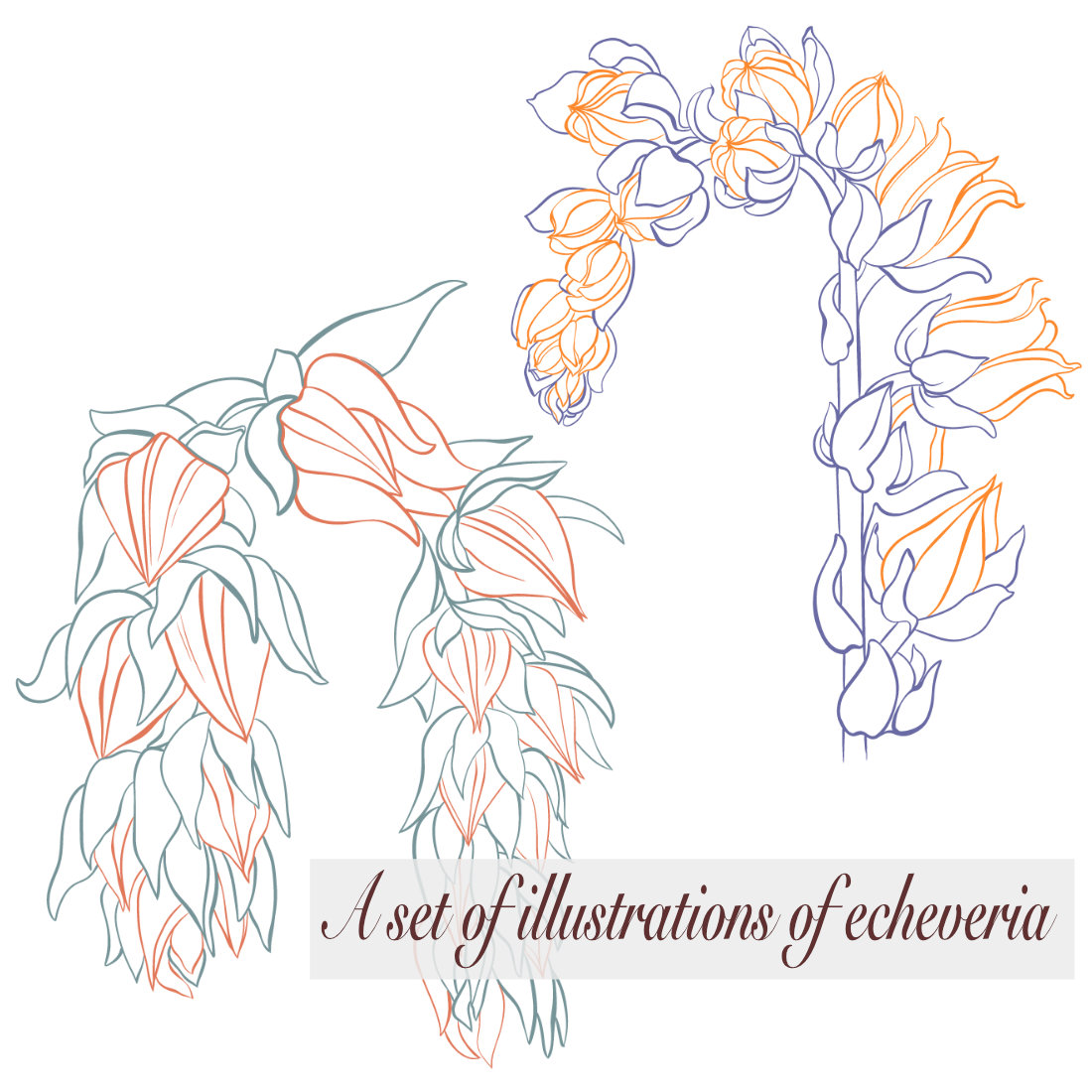 A set of illustrations of echeveria preview image.