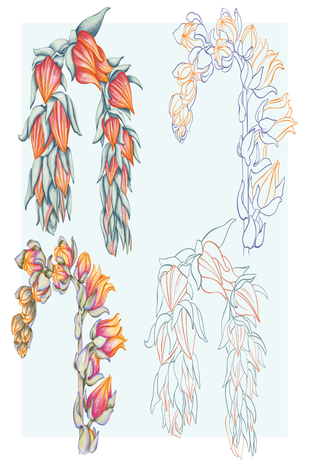 A set of illustrations of echeveria pinterest preview image.