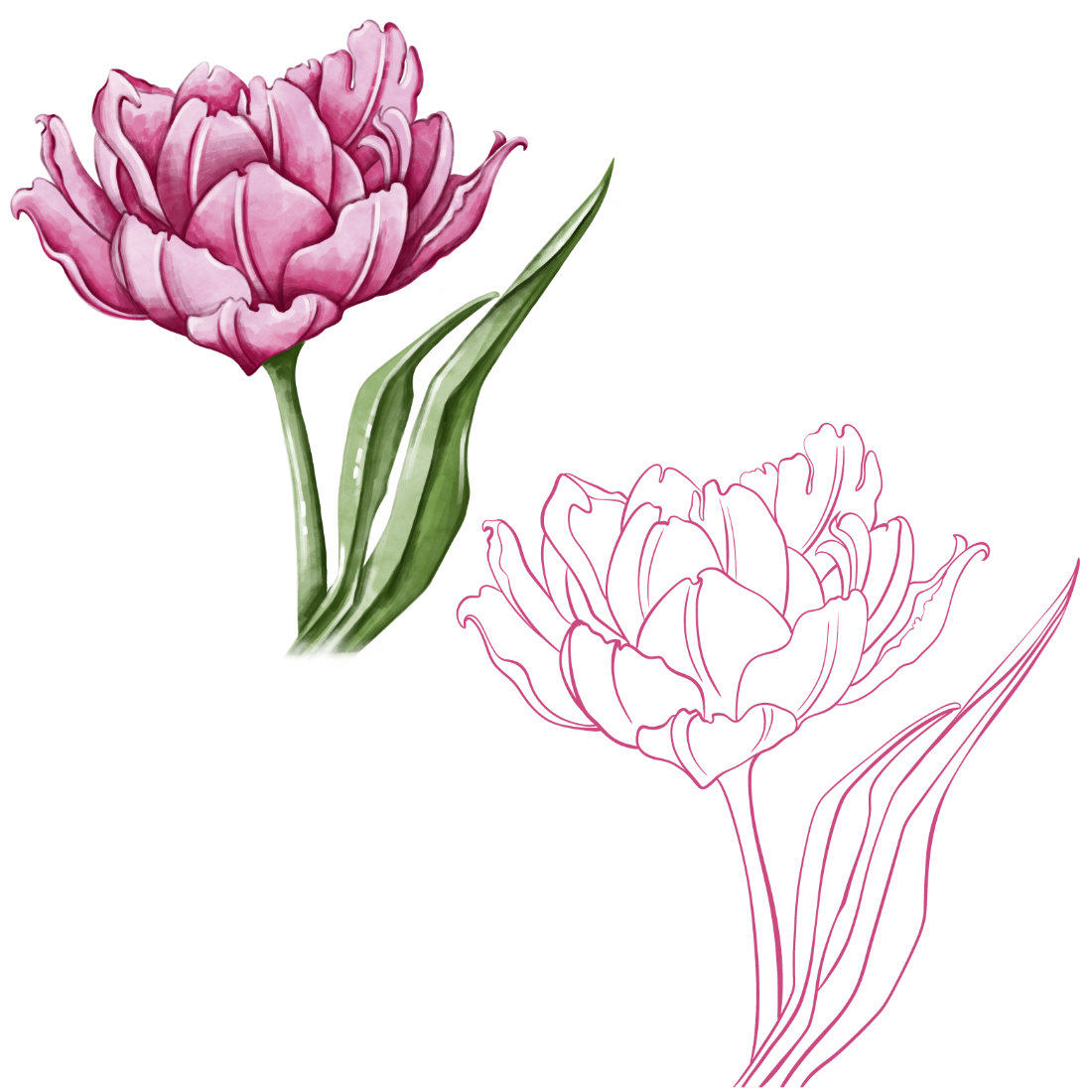 Drawing of a pink flower and a green stem.