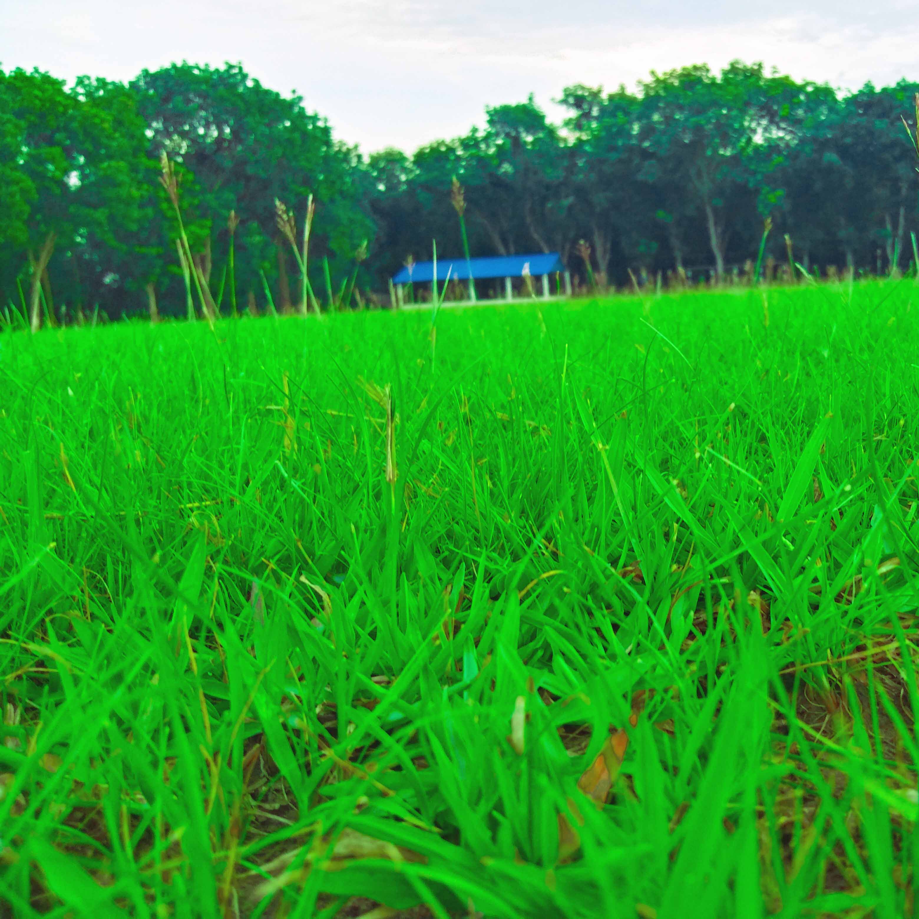 Field of green grass with a blue house in the background.