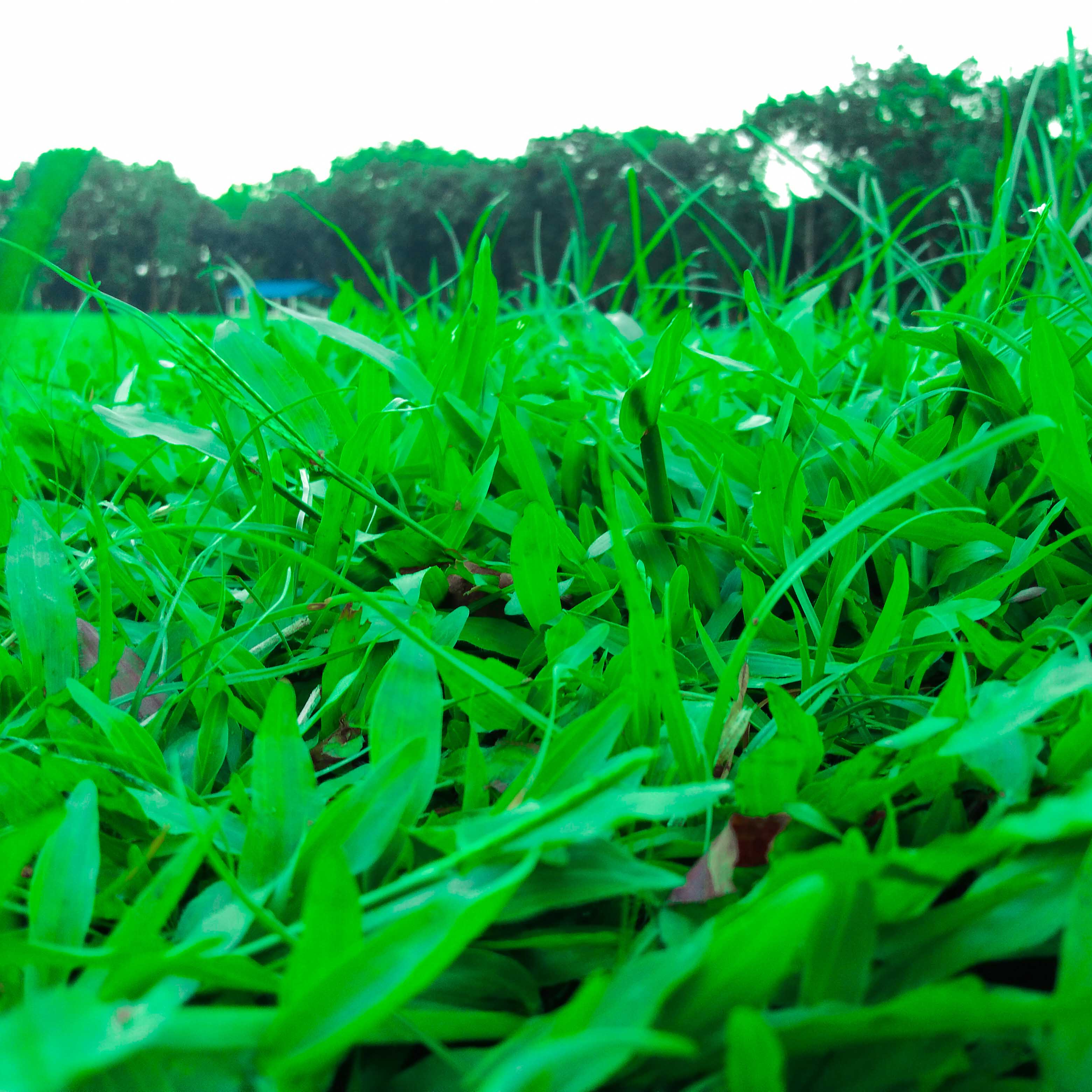 Field of green grass with trees in the background.