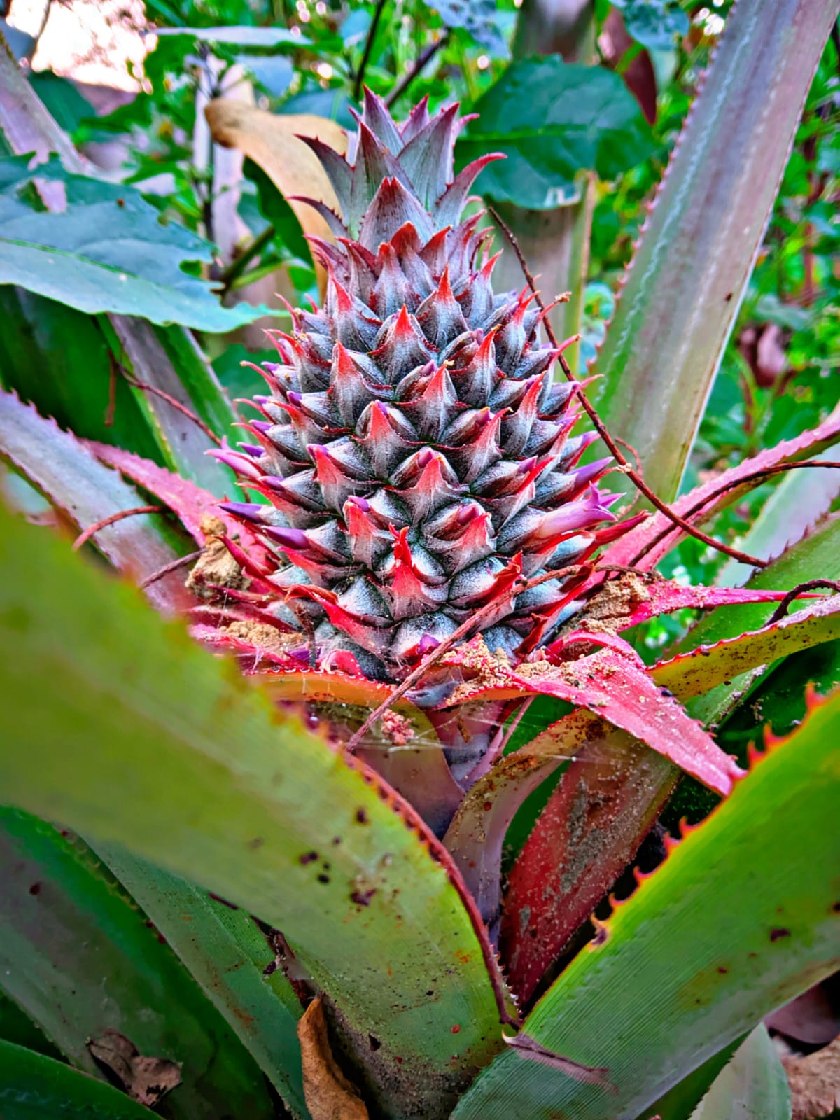 Close up of a pineapple plant in a field.