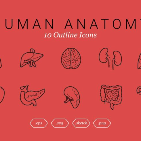 Human Anatomy (10 Outline Icons) cover image.