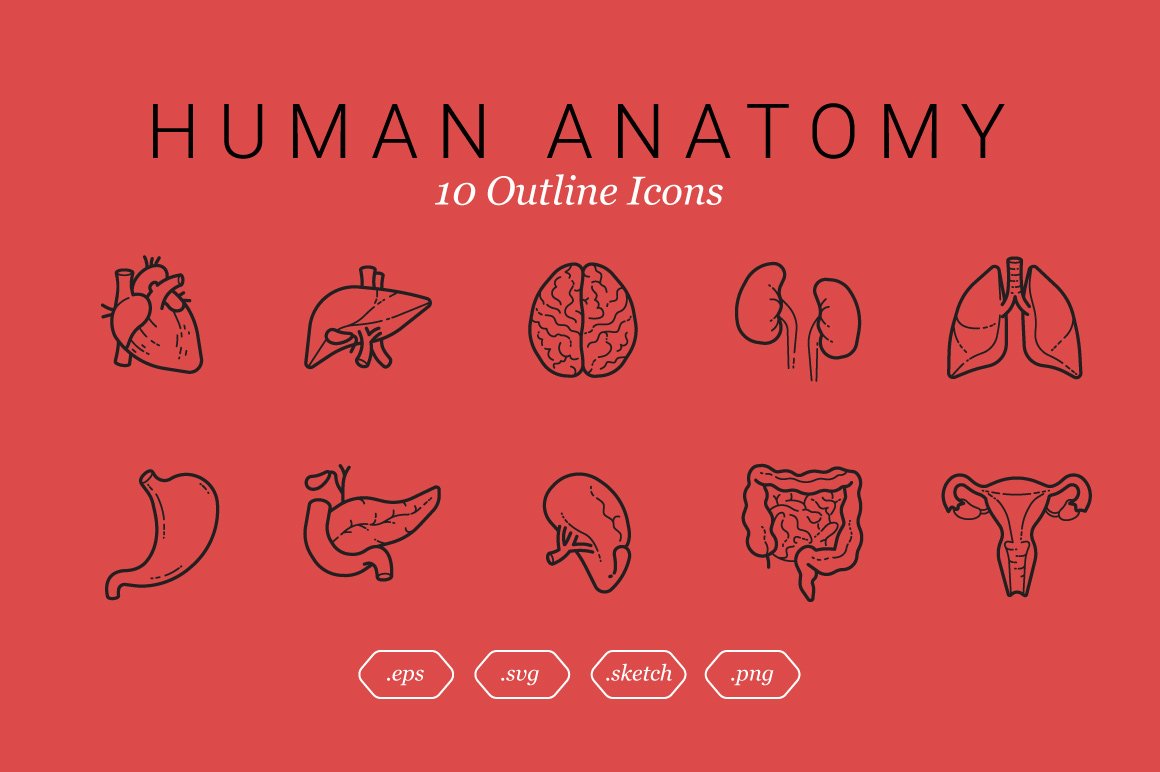 Human Anatomy (10 Outline Icons) cover image.