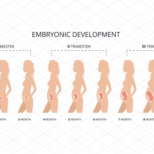 Human fetus development cover image.