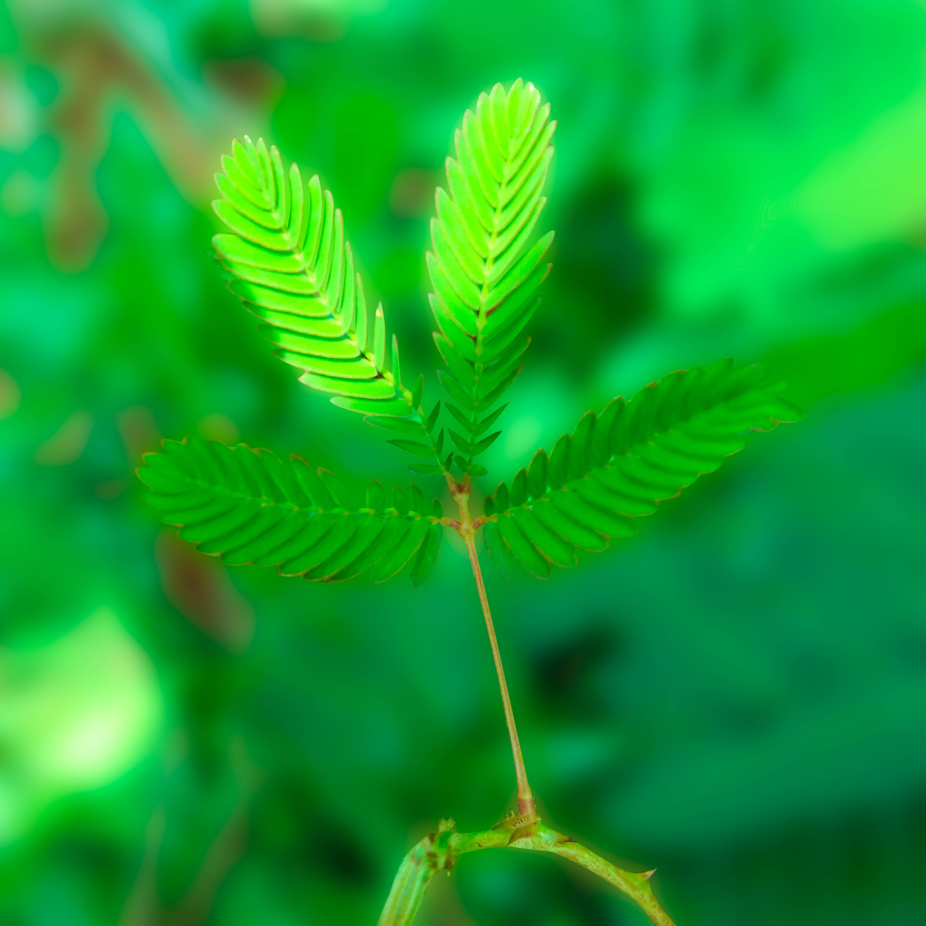 Close up of a green leaf with blurry background.