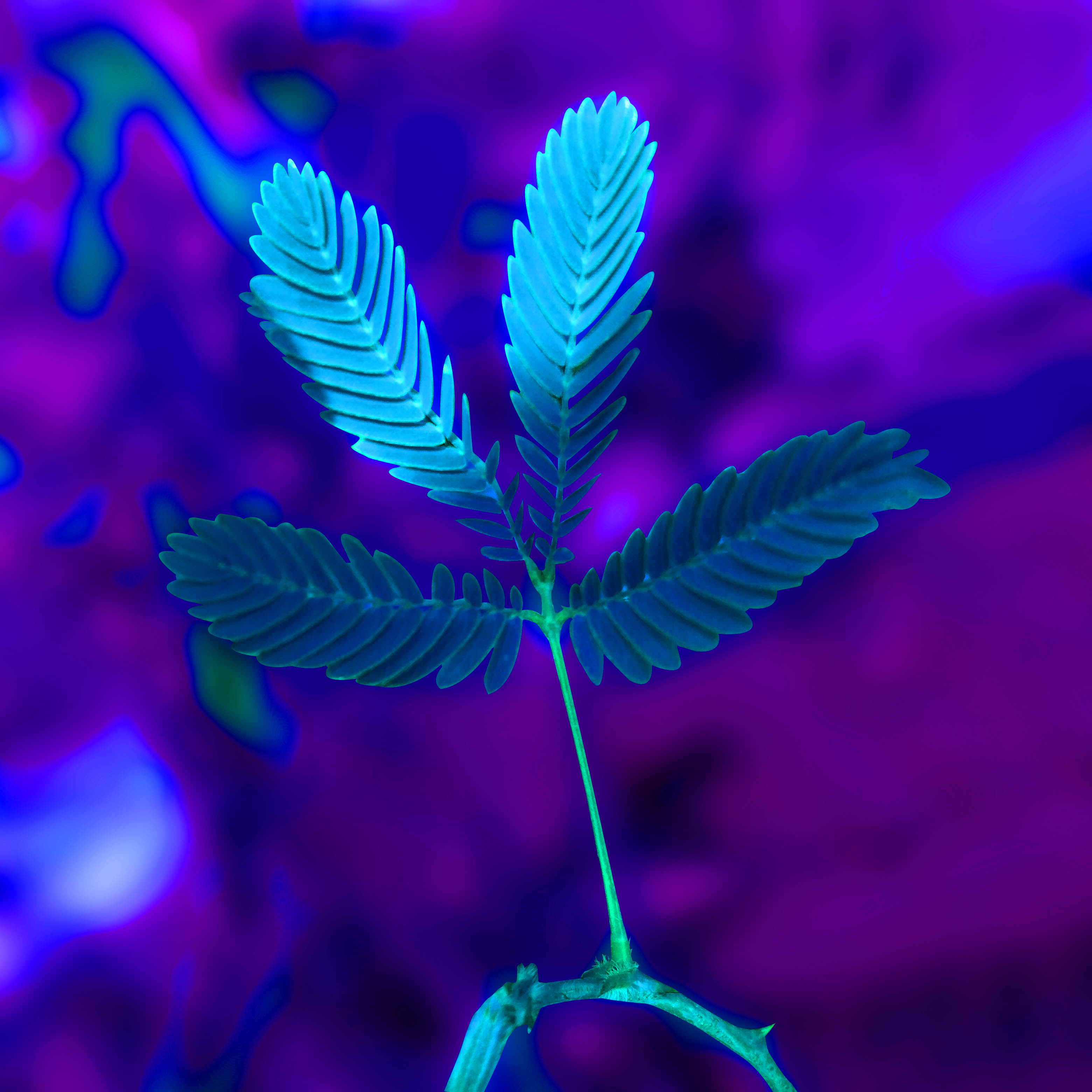 Green plant with blue leaves on a purple and blue background.