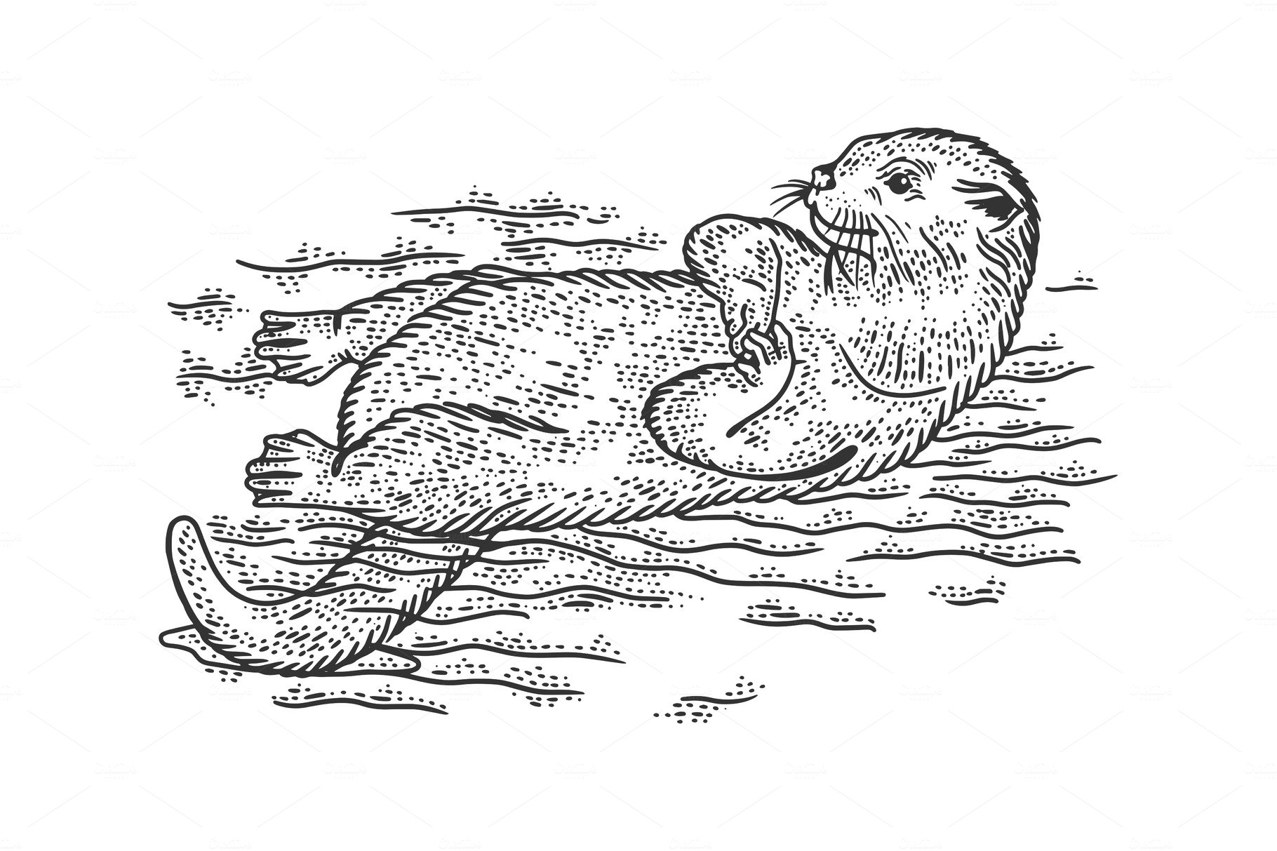 Otter is swimming on its back sketch cover image.