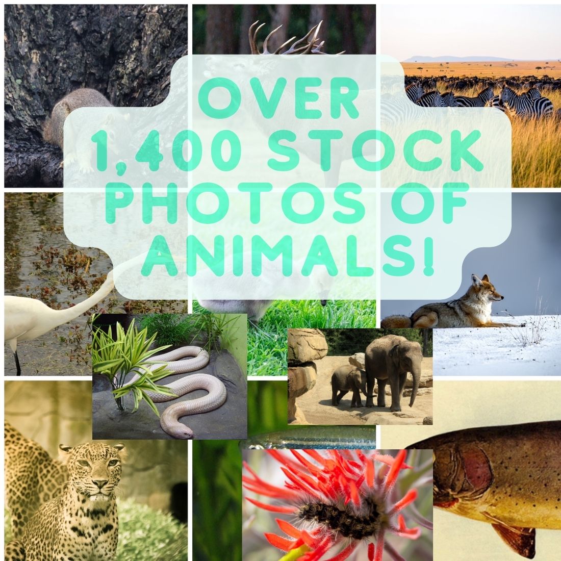 1,400 Stock Photo Bundle Of Animals cover image.