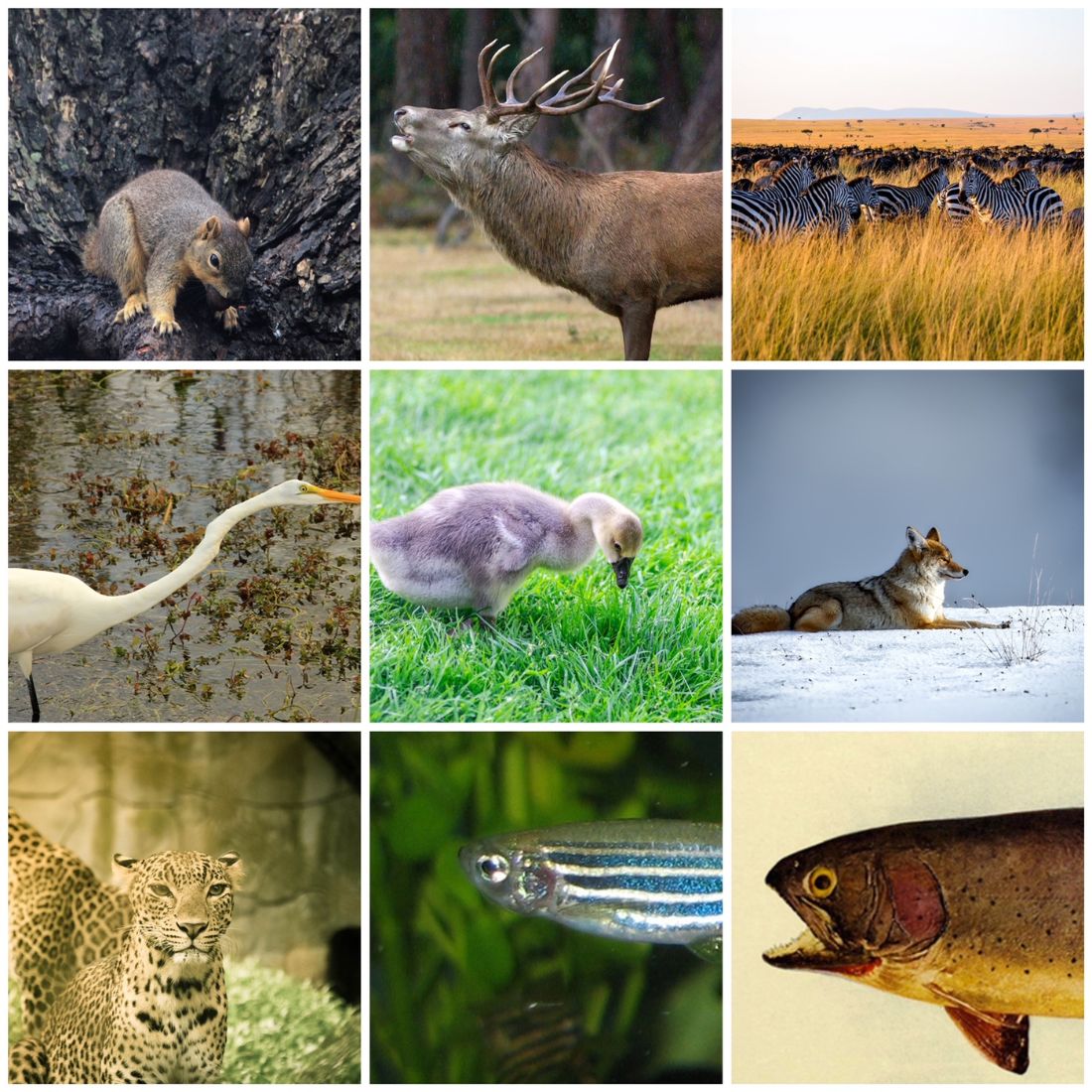 Collage of pictures of animals and wildlife.