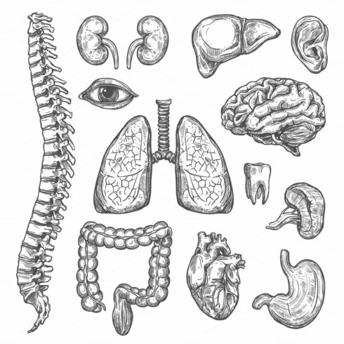 Human organs vector sketch body anatomy icons cover image.