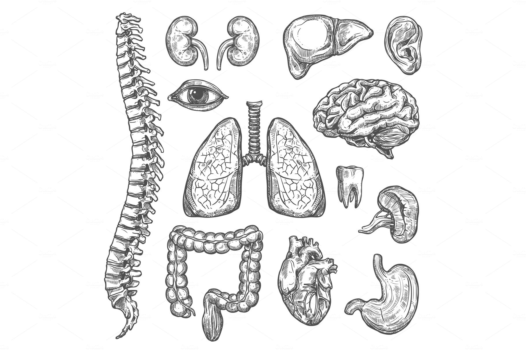 Human organs vector sketch body anatomy icons cover image.