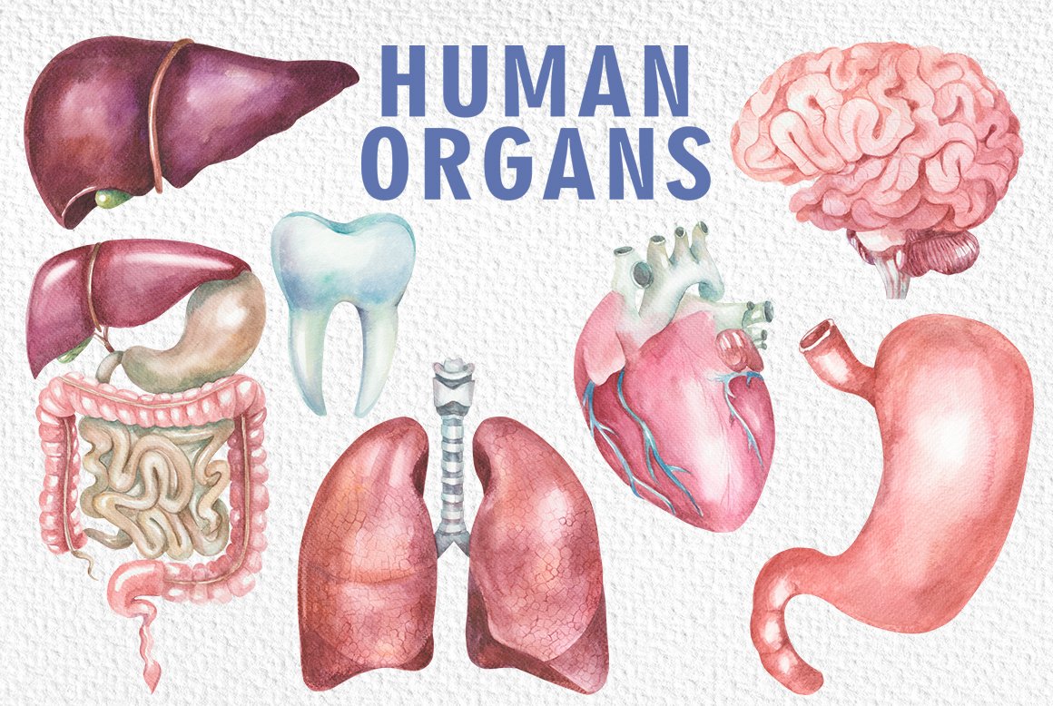 Watercolor human organs clipart preview image.