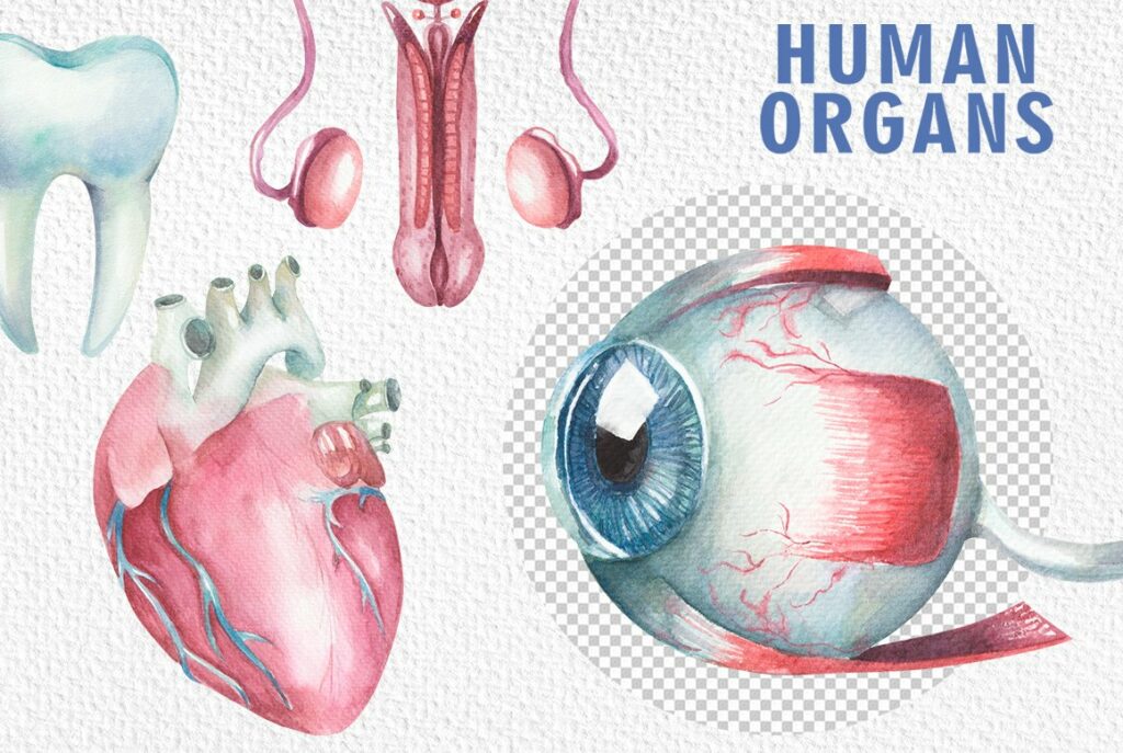 Watercolor human organs clipart – MasterBundles
