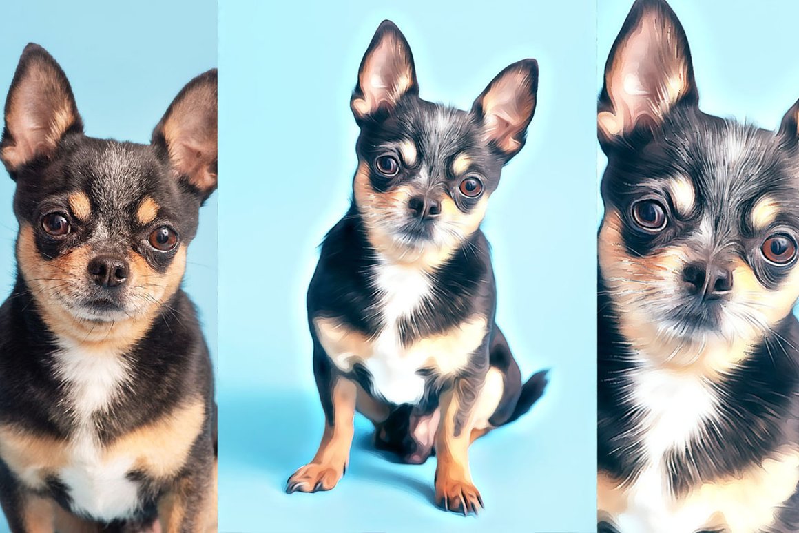 Three different pictures of a small dog on a blue background.