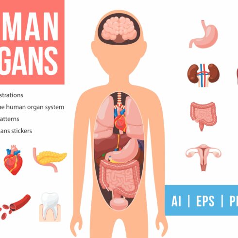 Human Organs Set cover image.