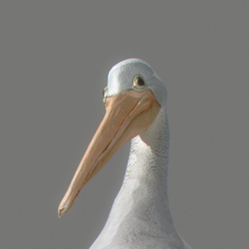 pelican 07 resize 294