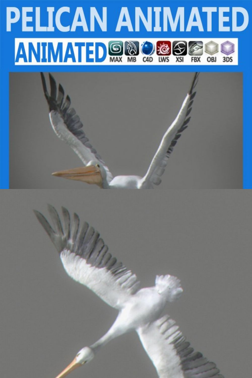 Animated Pelican pinterest preview image.