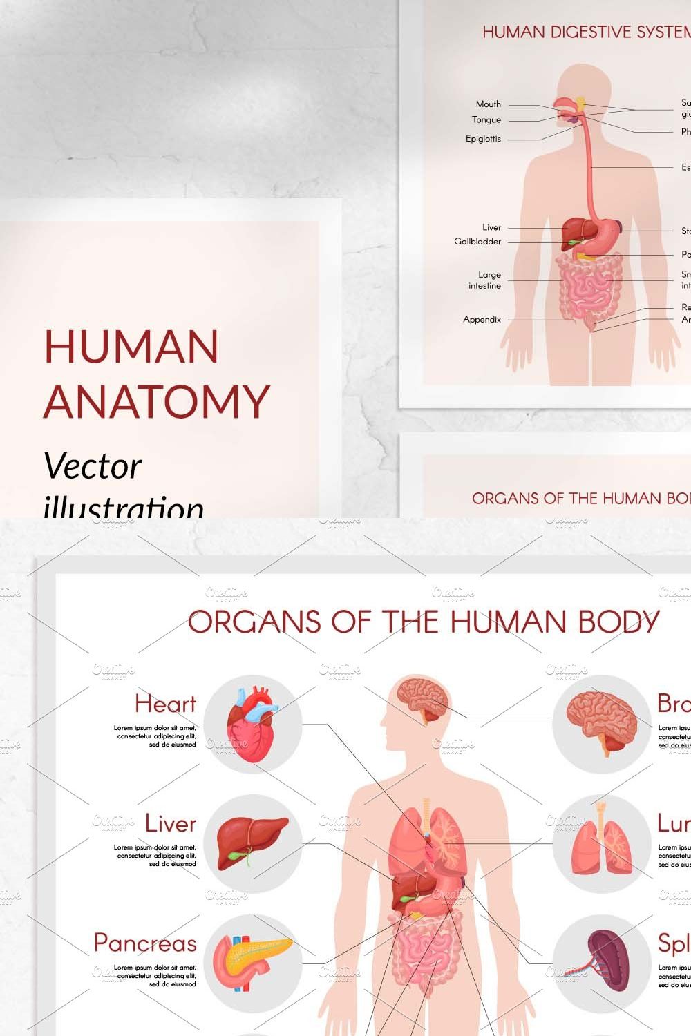 Human body anatomy vectors pinterest preview image.