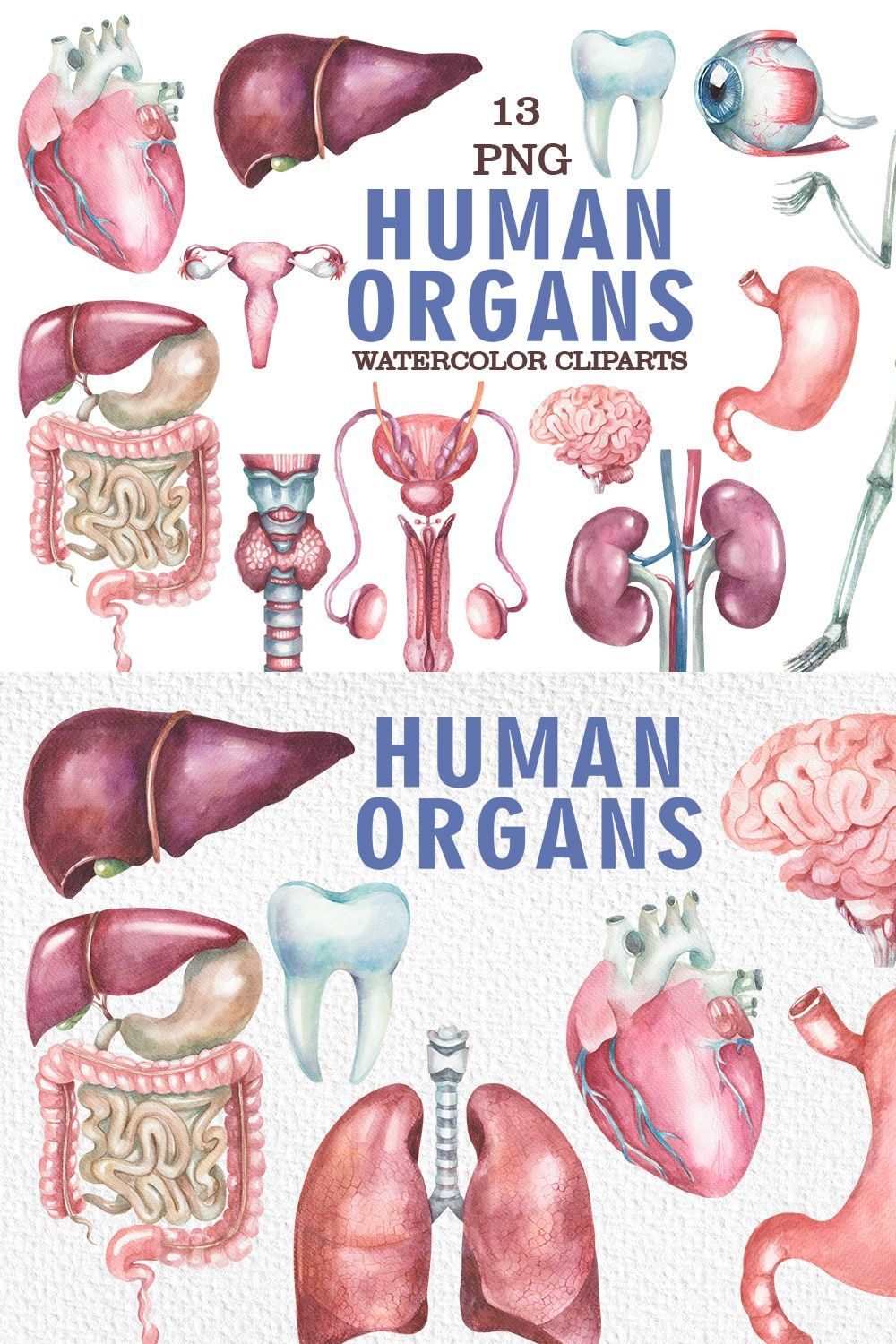 Watercolor human organs clipart pinterest preview image.