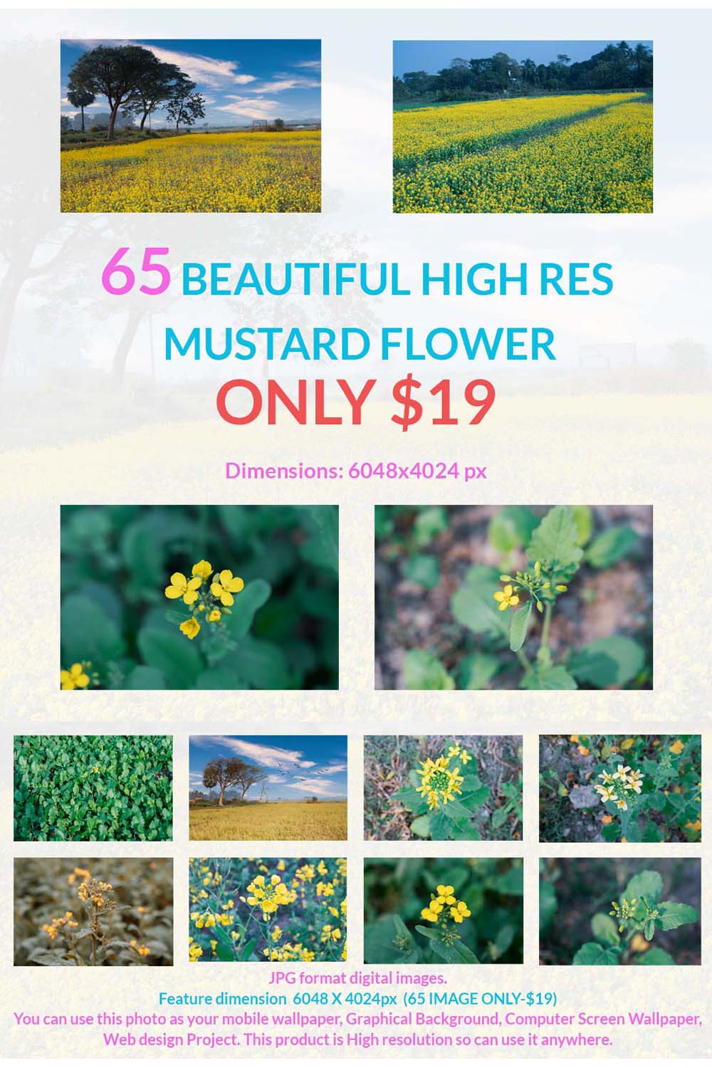 65 BEAUTIFUL HIGH RES MUSTARD FLOWER ONLY $19 pinterest preview image.