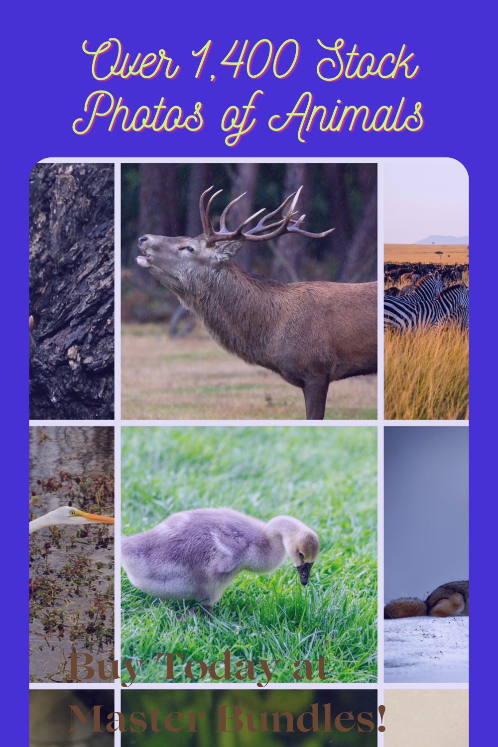1,400 Stock Photo Bundle Of Animals pinterest preview image.