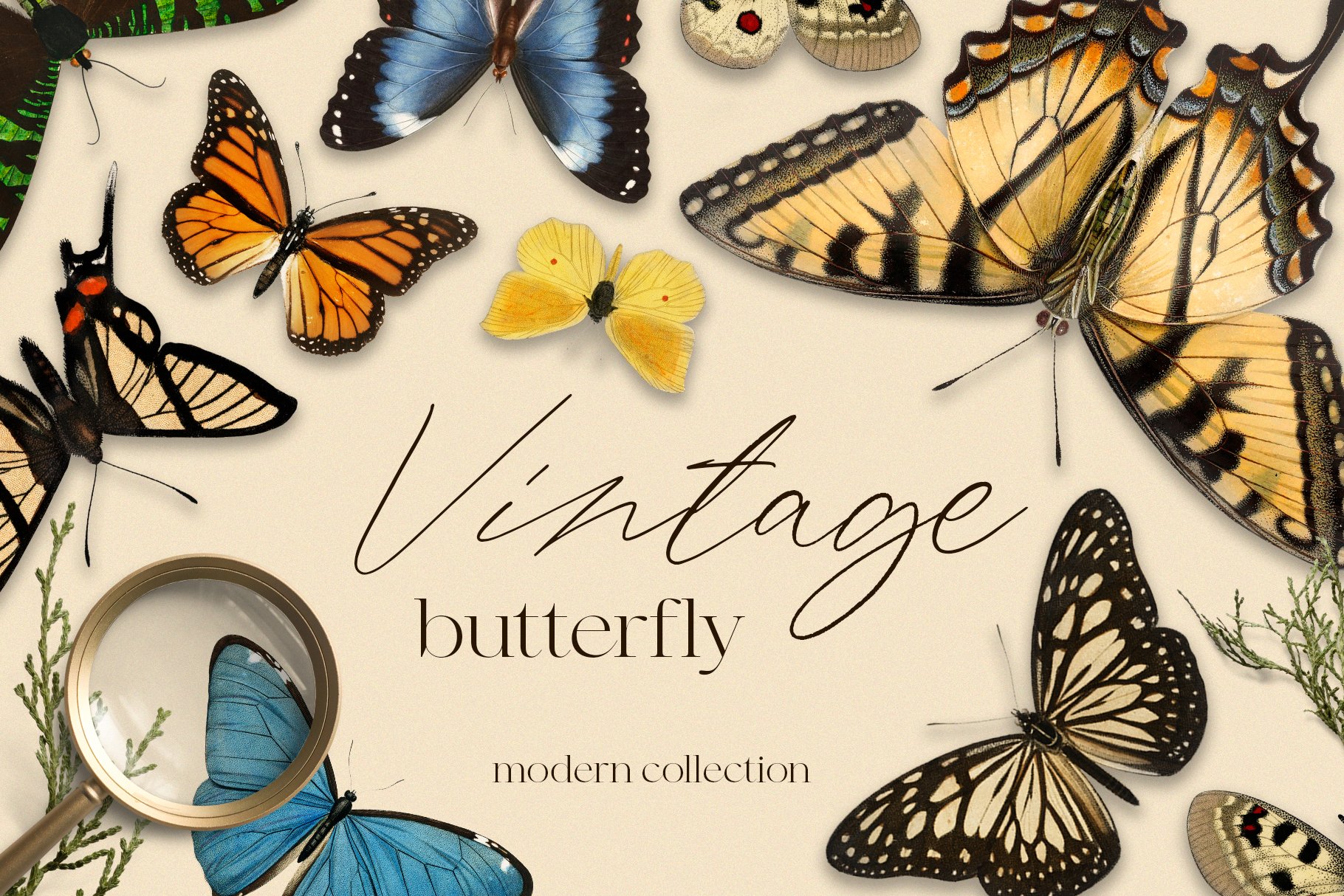 Vintage butterfly modern collection cover image.