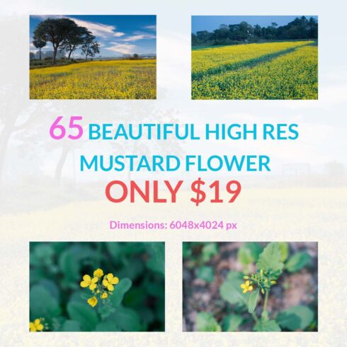 65 BEAUTIFUL HIGH RES MUSTARD FLOWER ONLY $19 cover image.