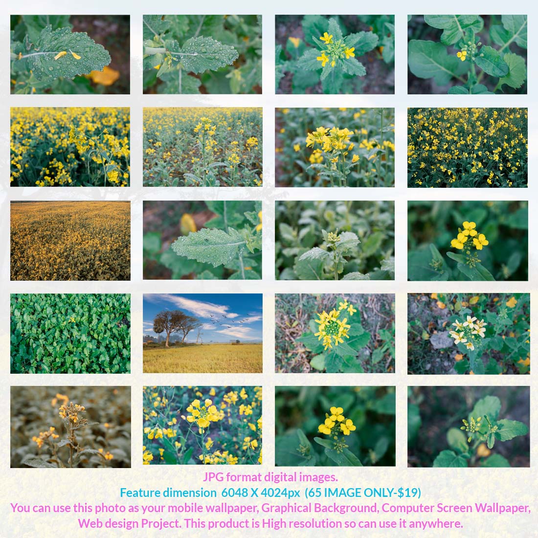 65 BEAUTIFUL HIGH RES MUSTARD FLOWER ONLY $19 preview image.