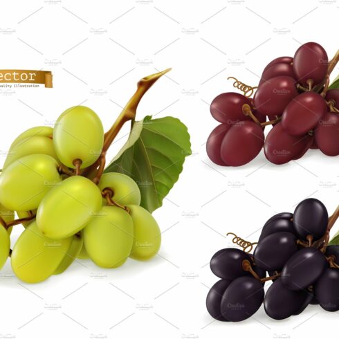 Dessert grapes for wine, vector set cover image.