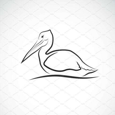 Vector of Spot-billed pelican bird. cover image.