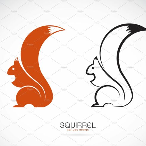 Vector of squirrel design. Animal. cover image.