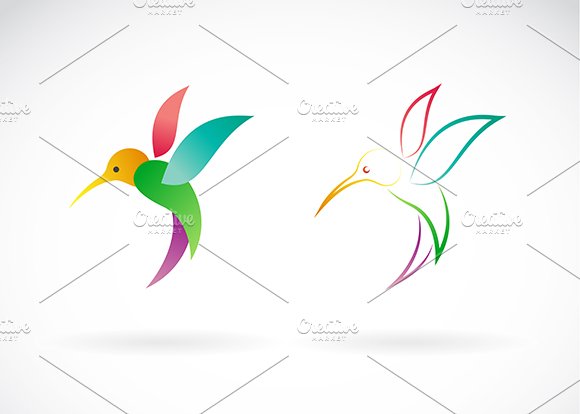 Vector of hummingbird. Birds. Animal cover image.