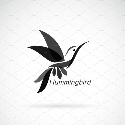 Vector of hummingbird design. Bird. cover image.