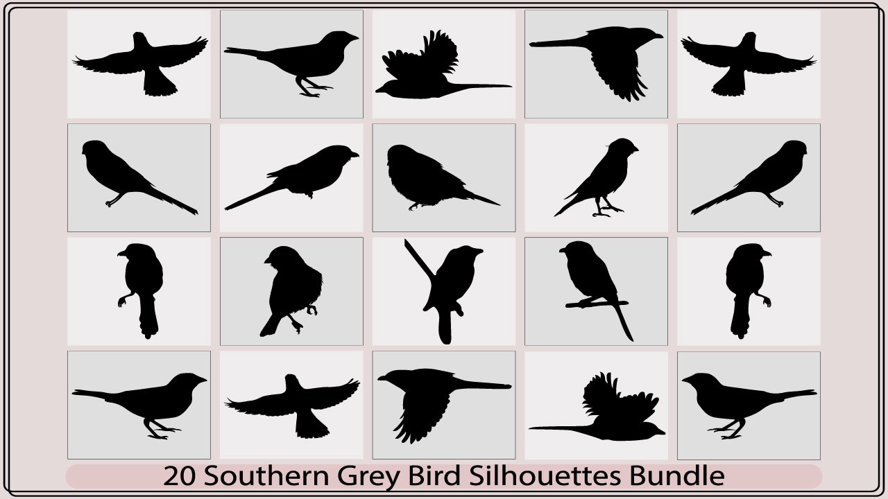 Collection of silhouettes of different birds.
