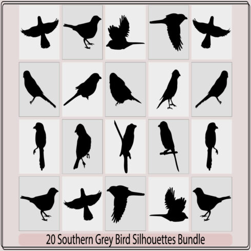 southern grey shrike bird silhouettes,southern grey shrike bird illustration,southern grey shrike bird vector cover image.